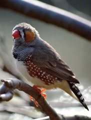 鳥撮