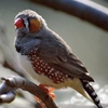 鳥撮