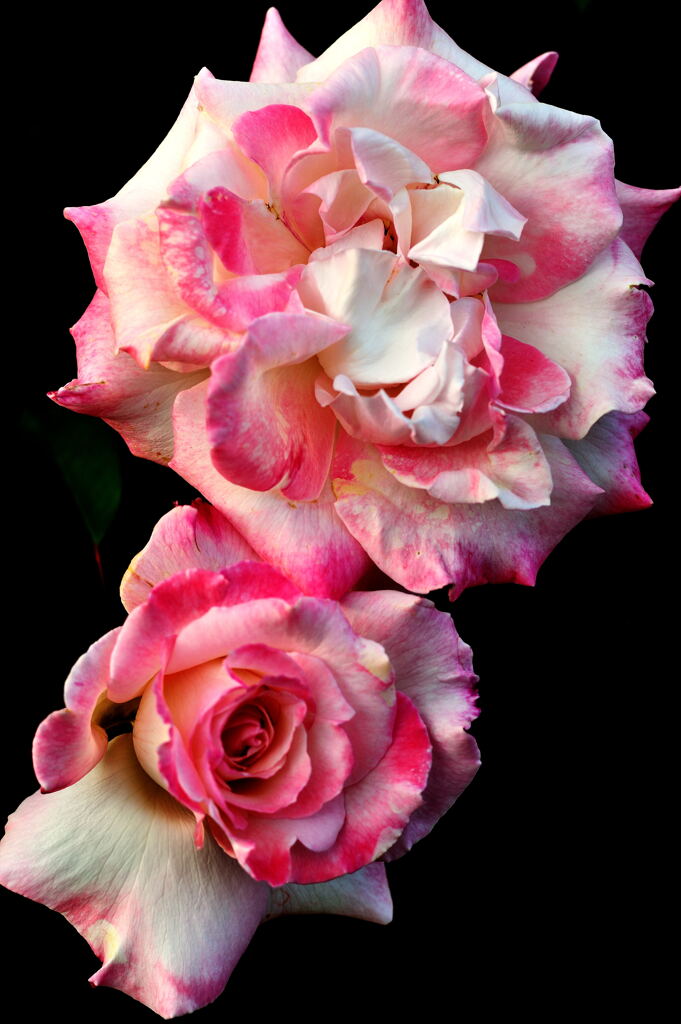 薔薇
