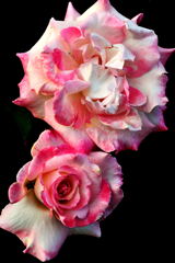 薔薇