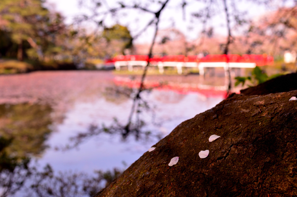 散り桜