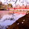 散り桜