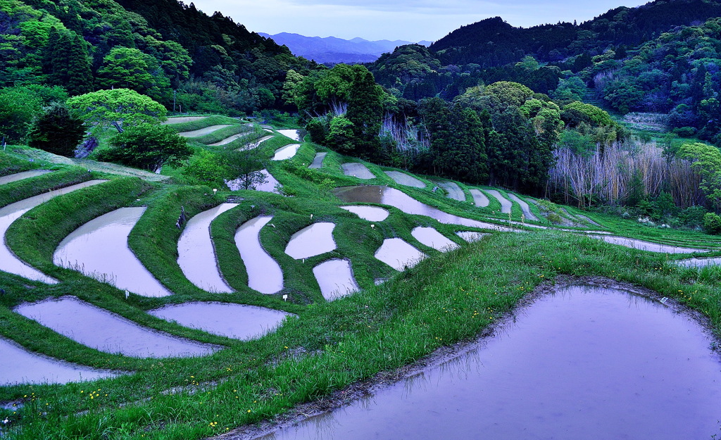 大山千枚田