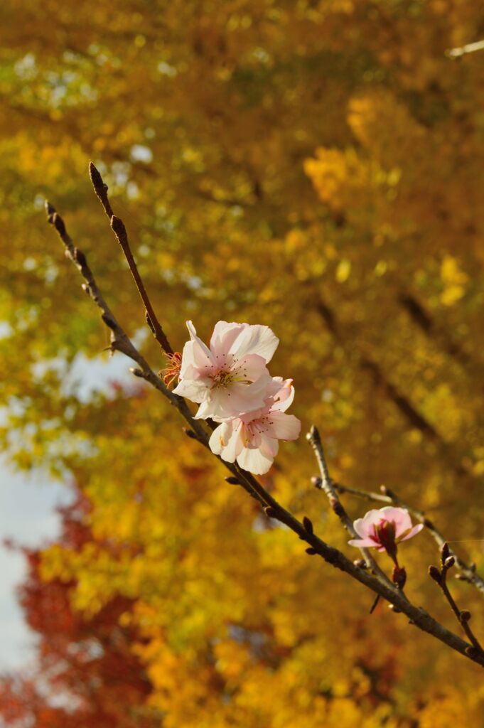 十月桜