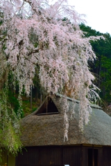 枝垂桜