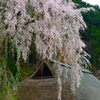 枝垂桜