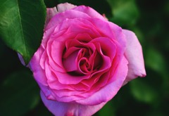 薔薇
