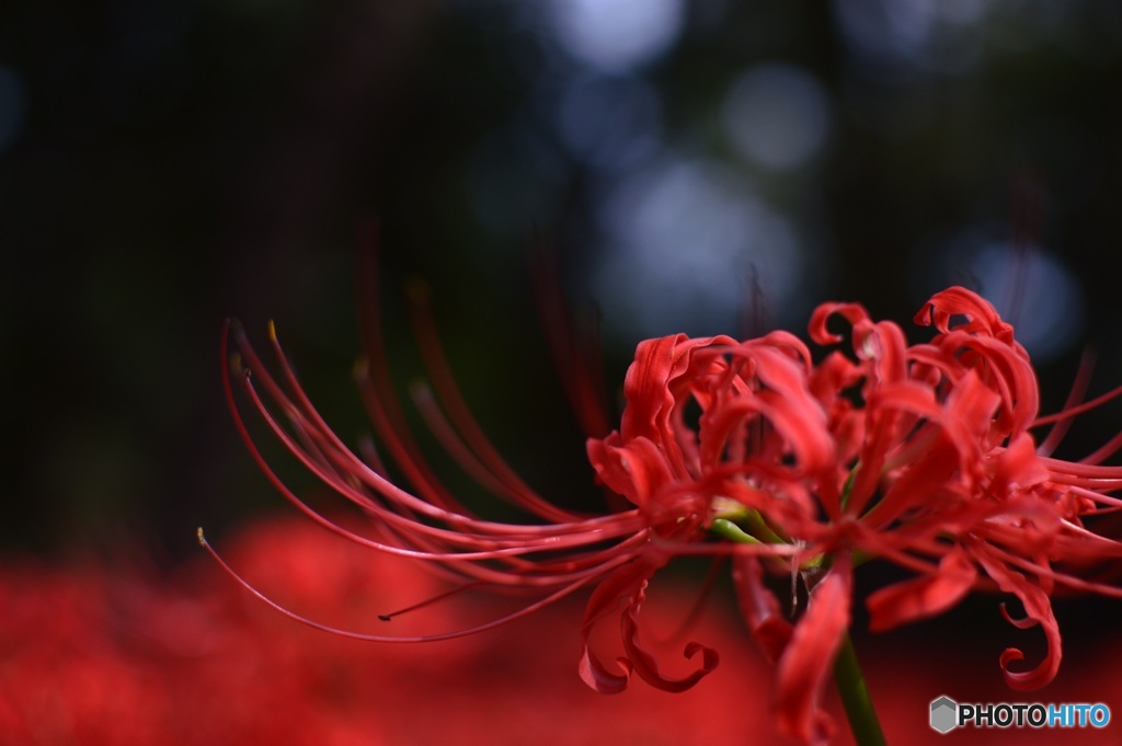 彼岸花