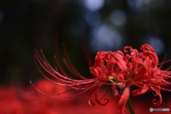 彼岸花