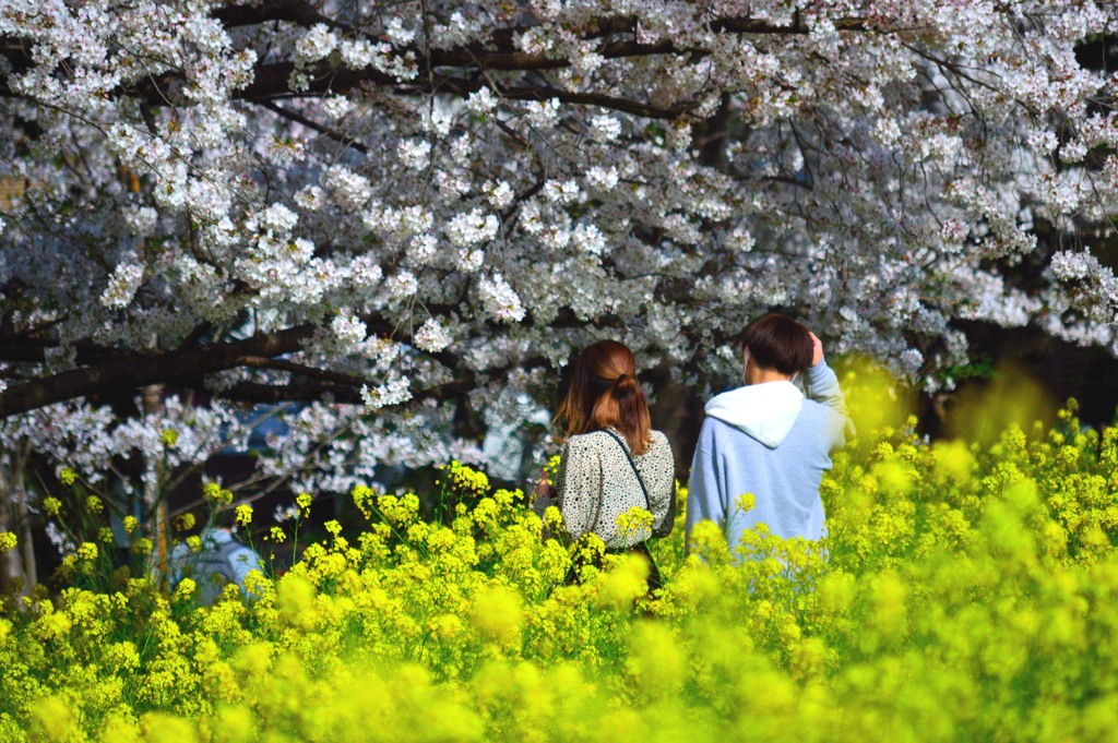 お花見デート