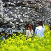 お花見デート