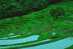 そろそろ田植えの時期