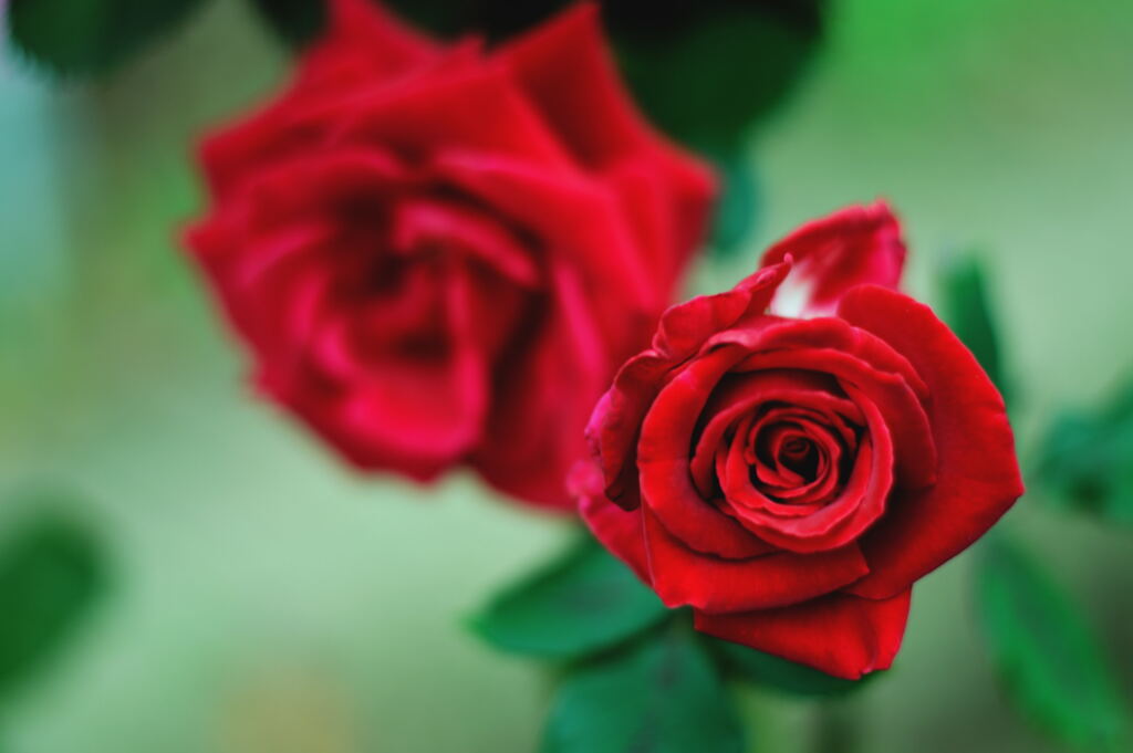 赤薔薇