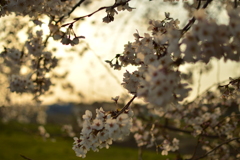 夕暮れ桜