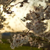 夕暮れ桜