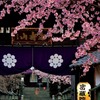 安行桜
