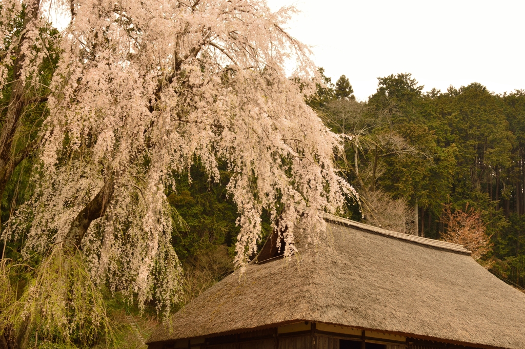 枝垂桜古民家