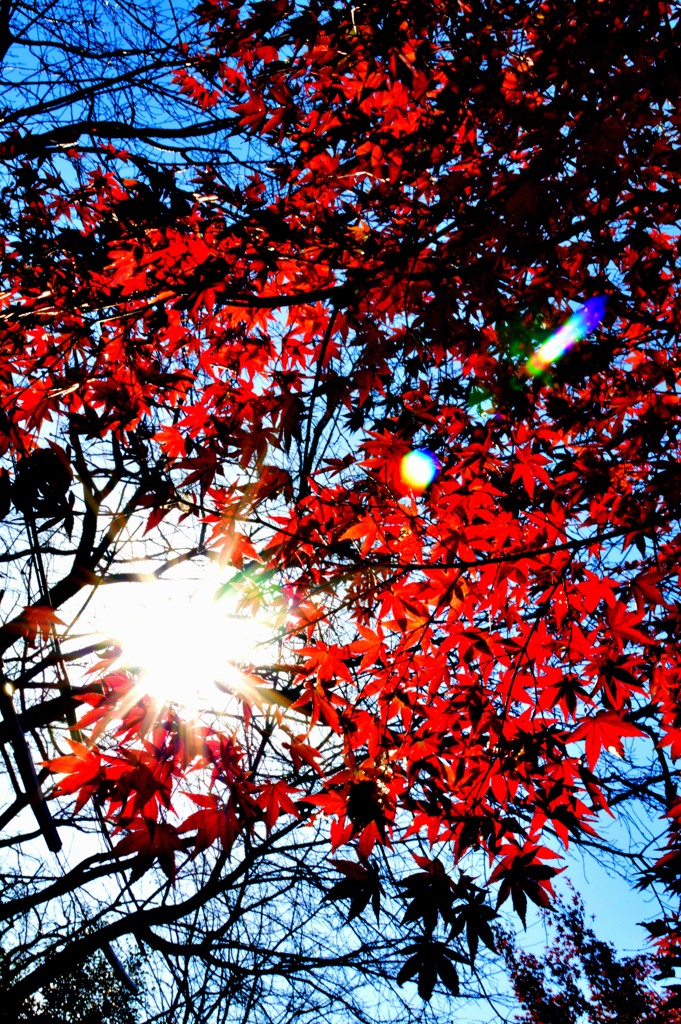 斜陽紅葉
