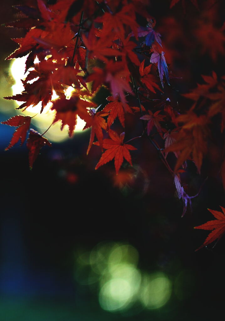 紅葉