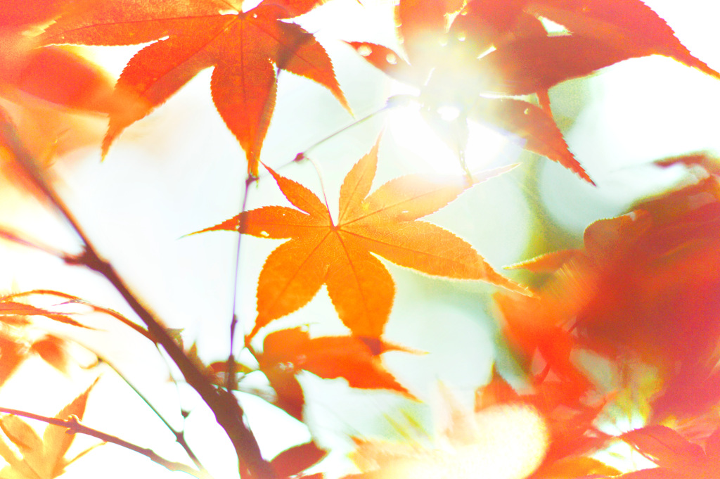 橙春