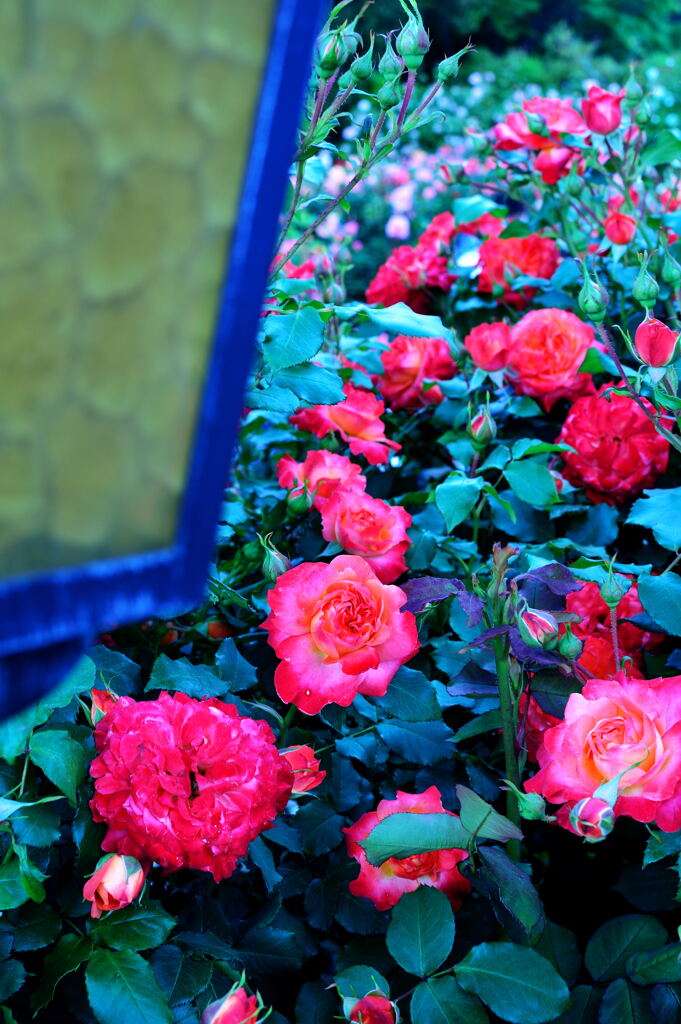 薔薇園
