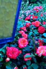 薔薇園