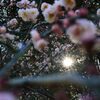 梅SUN