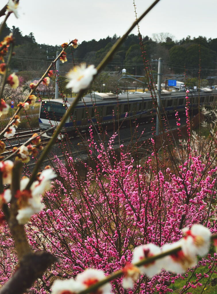 梅電