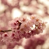 桜巾着田