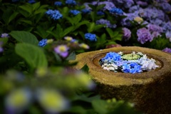 紫陽花手水