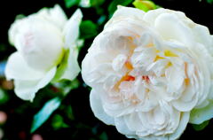 白薔薇