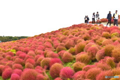 秋のグラデーション