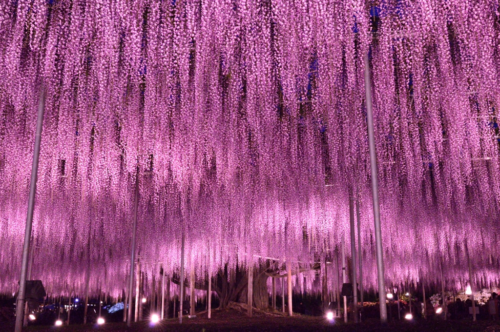 藤天井