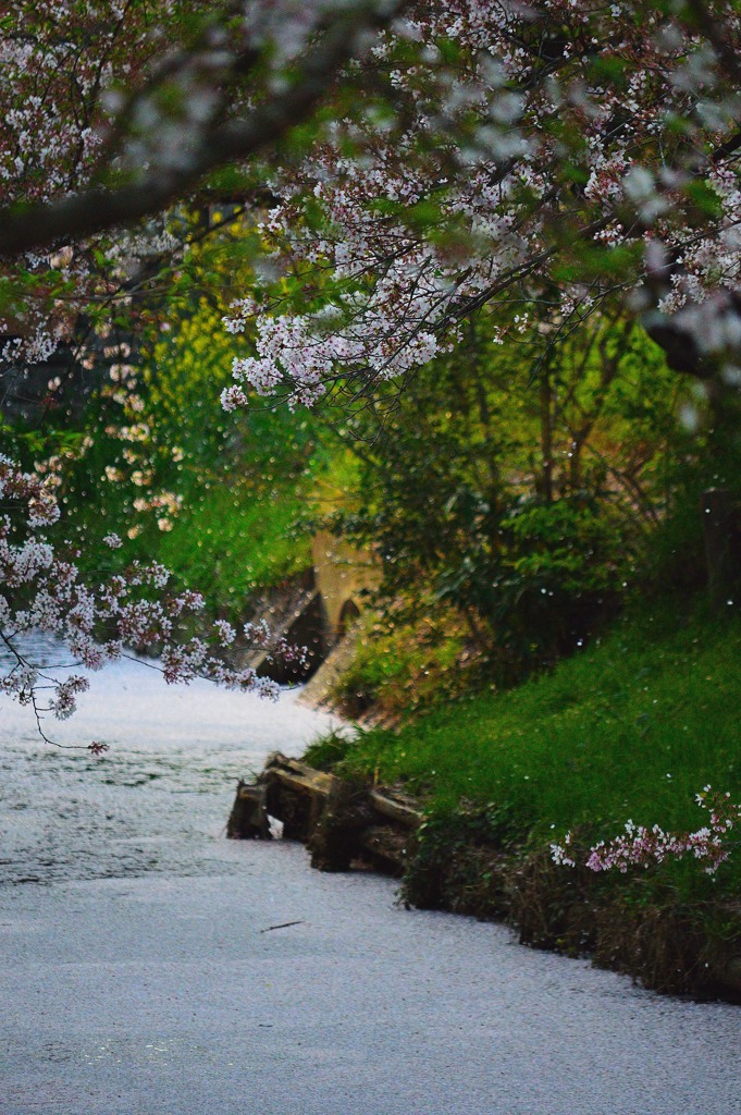 桜吹雪