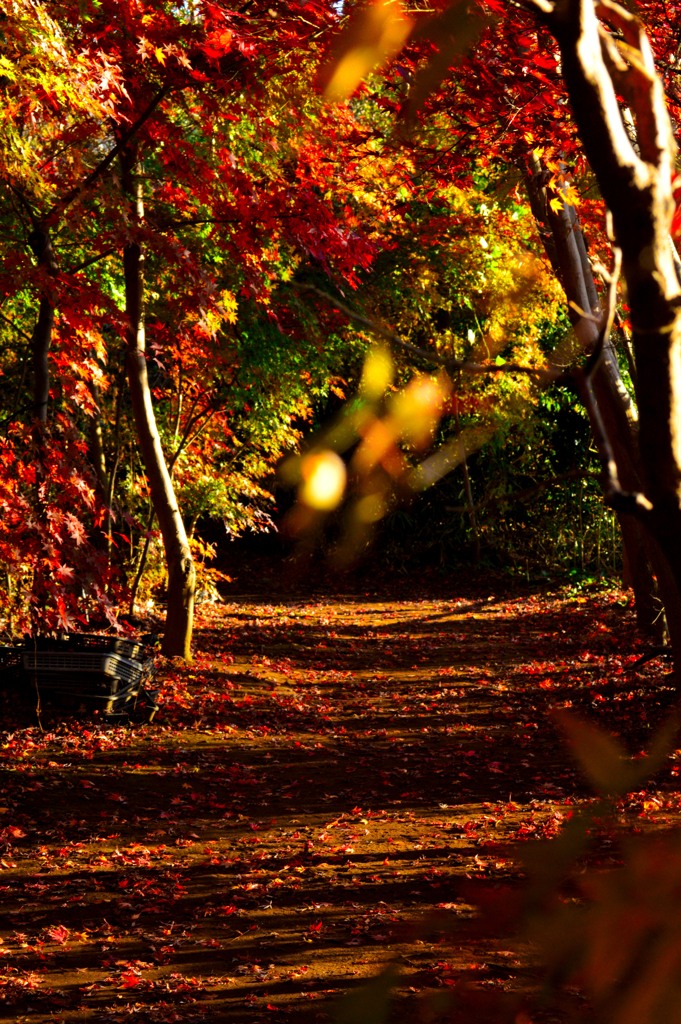 紅葉路