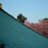 安行桜