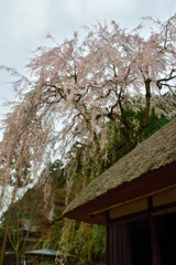 しだれ桜古民家