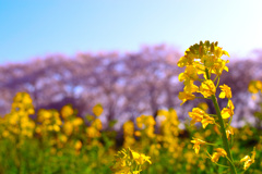 お花見