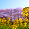 お花見