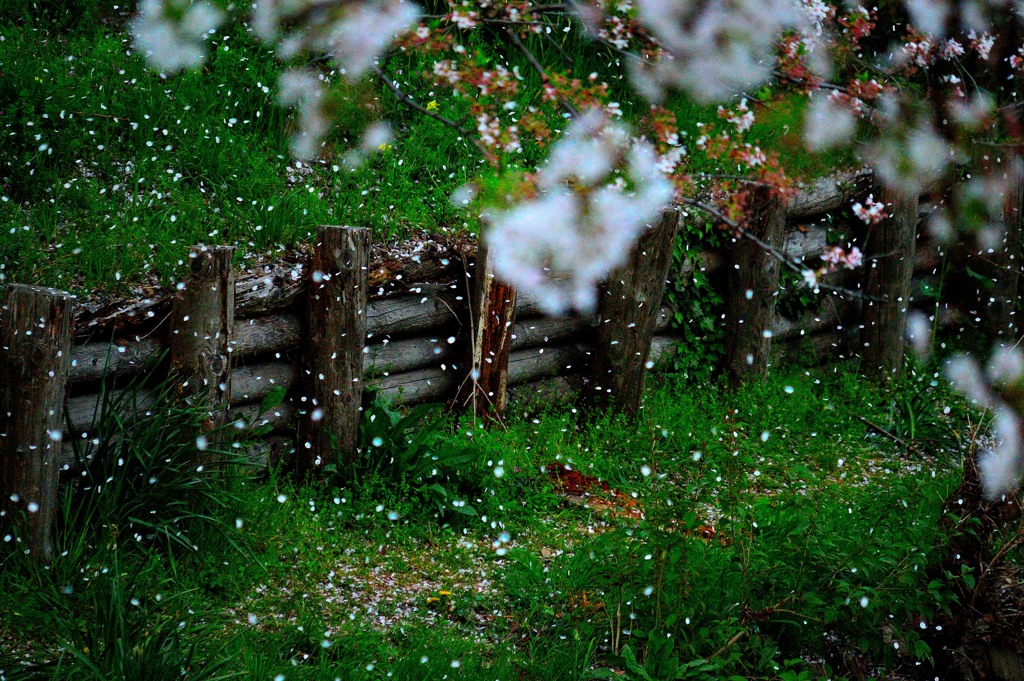 花吹雪