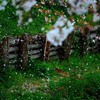 花吹雪