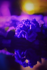 紫陽花　雨引観音