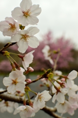 巾着田桜