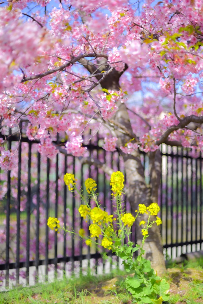 河津桜と菜の花