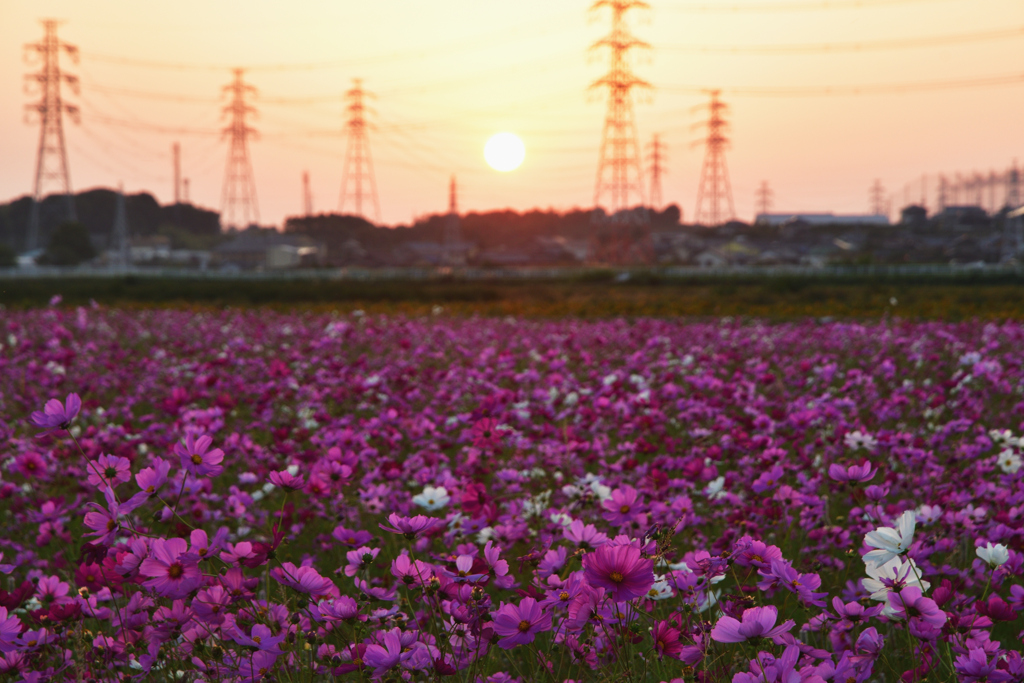 夕モス