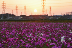 夕モス