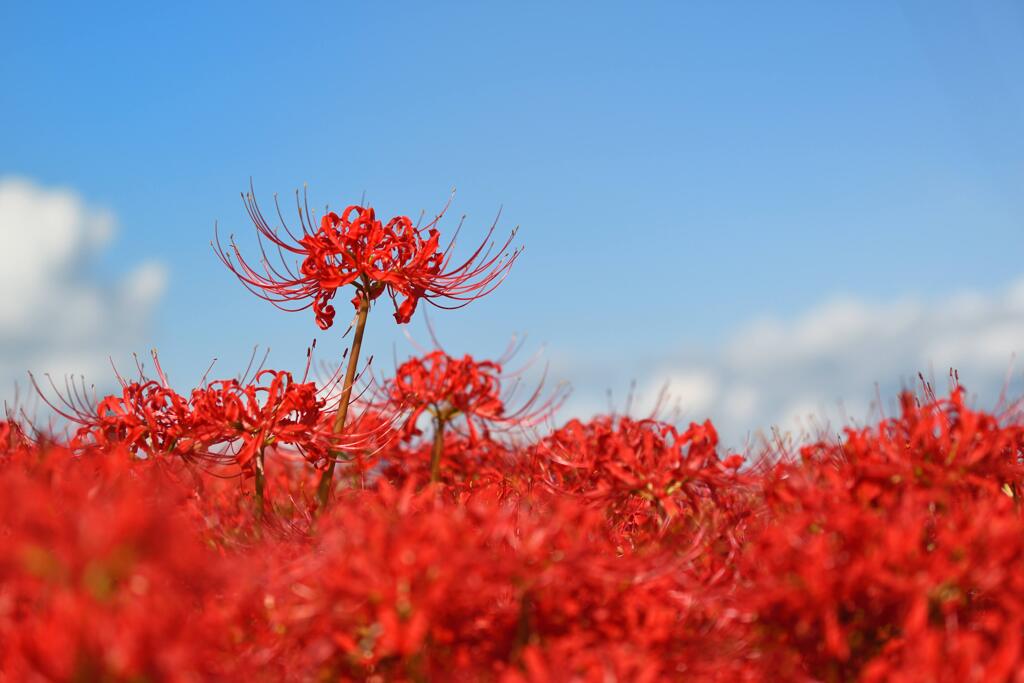 彼岸花
