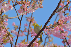 河津桜とさくジロー