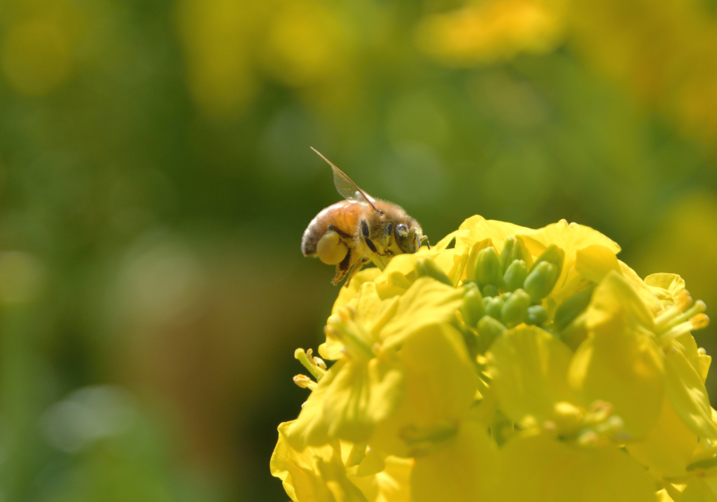 おっきな花粉玉