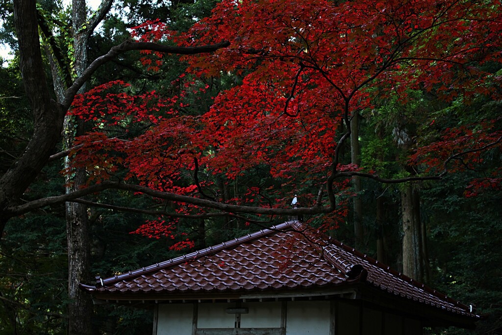 朱降る日には